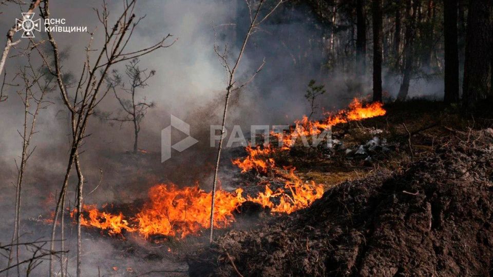 Горит зона отчуждения: огонь уже охватил более 1100 гектаров леса под Чернобылем и быстро распространяется из-за сухой и ветреной погоды Горит зона отчуждения: огонь уже охватил более 1100 гектаров леса под Чернобылем и быстро распространяется из-за сухой и ветреной погоды