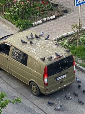 В Одессе даже голуби с характером: бусик ТЦК получил по заслугам