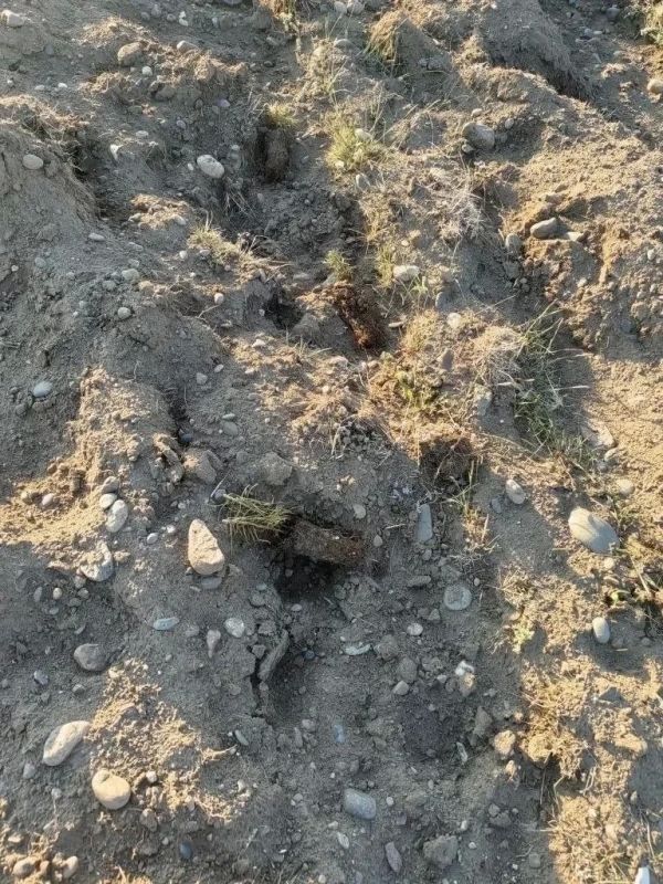В Хакасии овцы съели сосны, высаженные в память о погибших в Великой Отечественной войне В Хакасии овцы съели сосны, высаженные в память о погибших в Великой Отечественной войне