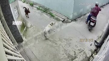 Доброе утро, Киев!. Доброе утро, подписчики! Не обижайте собачек, они хорошие