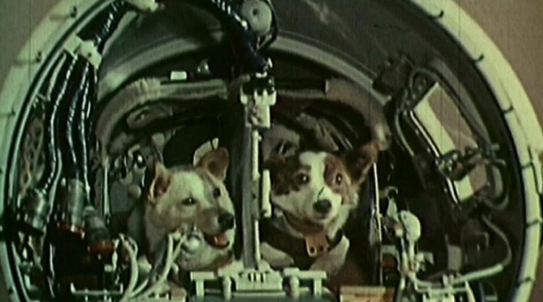 66 лет назад, 19 августа 1960 года, в 15:44 состоялся первый в мире успешный космический полет с живыми существами на борту – советскими собаками Белкой и Стрелкой 66 лет назад, 19 августа 1960 года, в 15:44 состоялся первый в мире успешный космический полет с живыми существами на борту – советскими собаками Белкой и Стрелкой