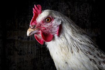 В Британии скандал с украинскими яйцами