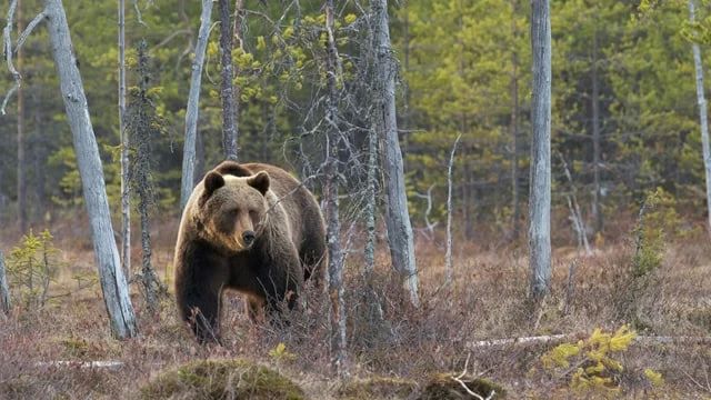 Медвежья осада: почему хищники все чаще выходят к людям