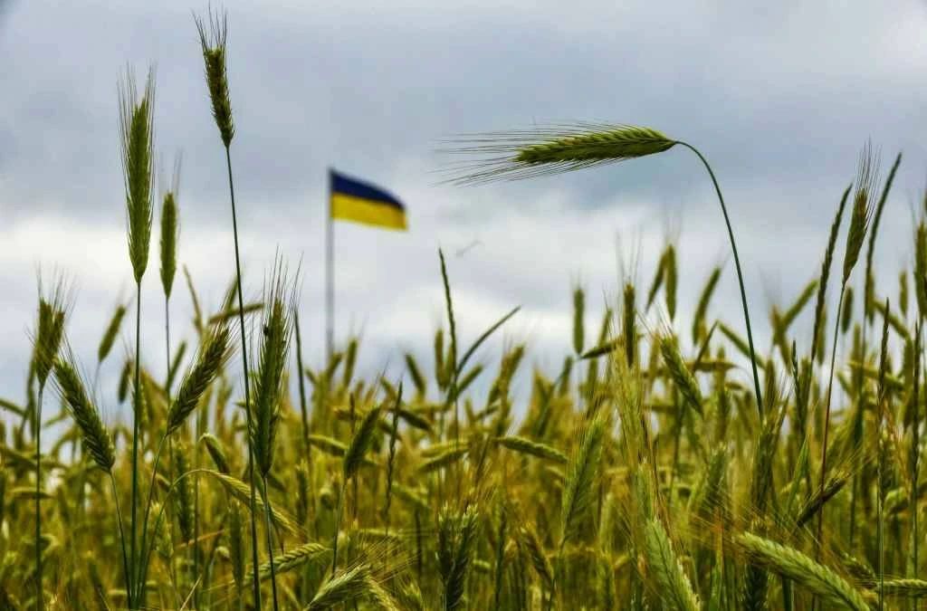 Посевы Украины могут еще сократиться на 40% из-за падения экспорта