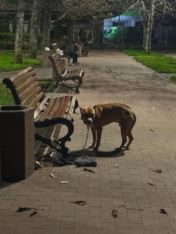 На Украине ТЦК забрали хозяина, гулявшего с собакой